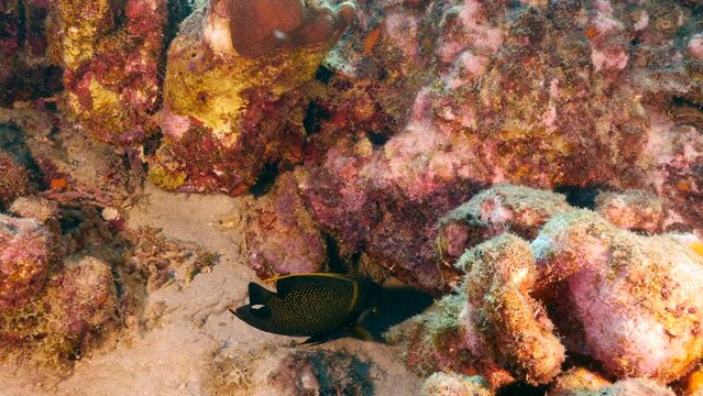 Tropical Angelfish in the coral reef of the Caribbean Sea