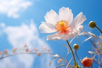  a white flower with a yellow center in the middle of a blue sky with white clouds in the back ground and a yellow center in the middle of the middle of the flower.