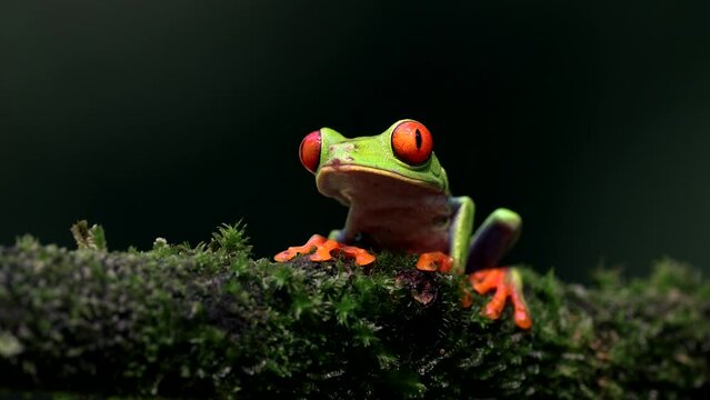 Red-eyed tree frog in the rainforest of Costa Rica 