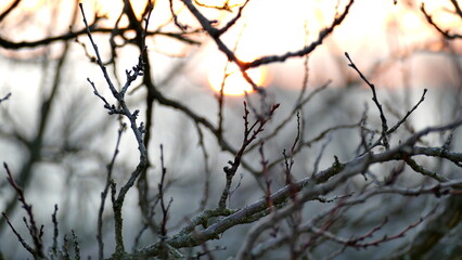 sunset in the forest