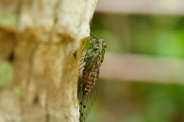 Cicadas are well-known for their loud, buzzing calls produced by males to attract mates. These...