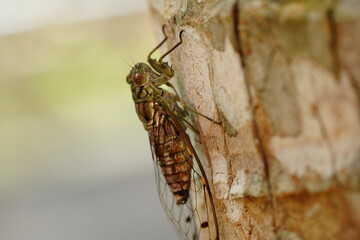 Cicadas are well-known for their loud, buzzing calls produced by males to attract mates. These insects have an intriguing life cycle, spending most of their lives underground as nymphs|蟬