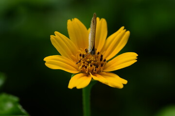 yellow flower with moth