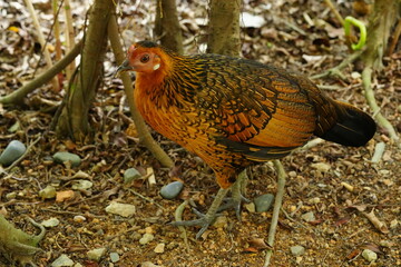Feral chickens are domesticated chickens that have returned to a wild state. These birds are descendants of domestic poultry that have either escaped from farms or have been intentionally released. 