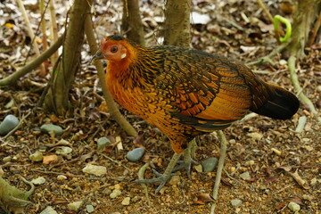 Feral chickens are domesticated chickens that have returned to a wild state. These birds are descendants of domestic poultry that have either escaped from farms or have been intentionally released. 
