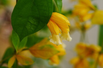 Petraeovitex bambusetorum is a species of flowering plant in the family Rubiaceae, native to Southeast Asia, particularly in Thailand, Laos, and Vietnam. |竹形石斛