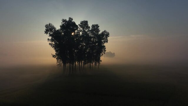 In the serene tranquility of a fog-laden morning, trees dance as silhouettes against the rising sun in the vast farmlands. Nature's canvas paints a breathtaking spectacle of beauty
