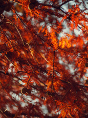 燃え盛る紅葉