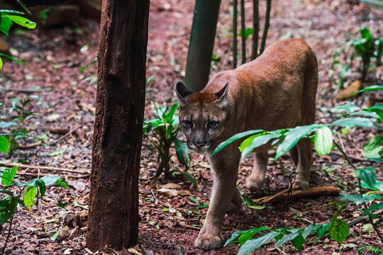 Puma silent walk in the wild in Parana, Brazil rainforest sanctuary