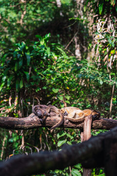 Capuchin monkey lies resting on a tree branch, its expressive face and relaxed posture in the dense foliage of the Parana, Brazil rainforest
