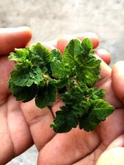 A Person Holding a Tomato Plant in an Outdoor Setting