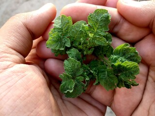 A Person Holding a Tomato Plant in an Outdoor Setting