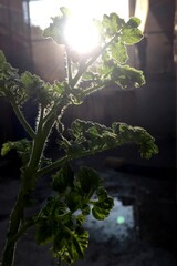 A Young Tomato Plant Illuminated by the Glow of a Sunset in an Urban Setting