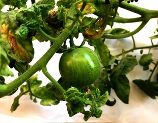 A Vibrant Green Tomato Growing Amidst Lush Leaves in a Garden