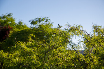 tree in the forest