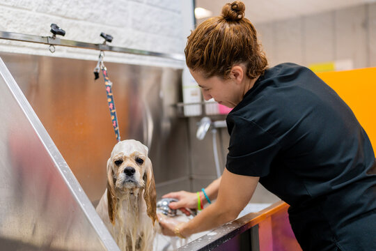 Woman washing American cocker spaniel with soap in grooming salon