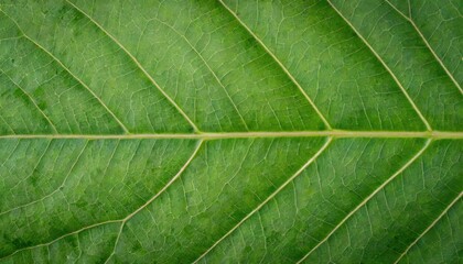 Close up of green leaf wallpaper.