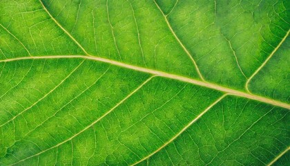Close up of green leaf wallpaper.