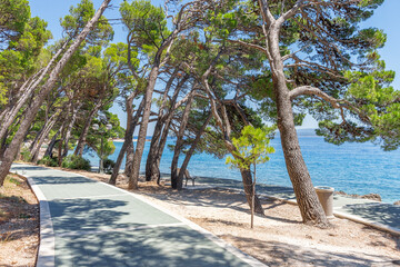 Beautiful pine trees and the shore of the blue sea in the evening. Adriatic Sea, Croatia.