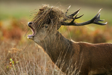 Windswept Stag in the Field in the United Kingdom