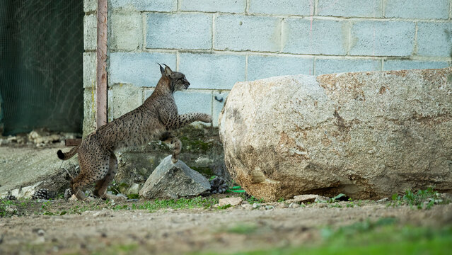 A European lynx in mid-leap next to a large stone in a rabbit farm enclosure, showcasing its agility and natural behavior in a contained habitat within the Sierra Morena region of Jaen