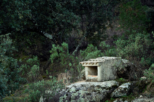 Iberian lynx stands alert on rocky terrain near a traditional stone shelter, blending into the natural environment of the Sierra Morena mountains in Jaen