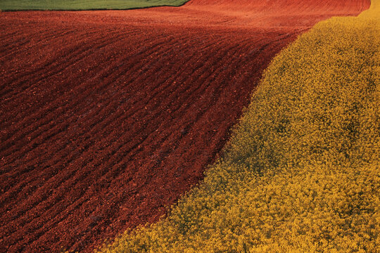 Striking contrast of a bold red plowed field beside a vibrant yellow flowering crop, divided by a curving boundary