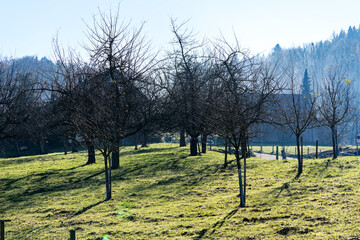 Scenic view of orchard with woodland in the background with lens flare on a sunny late autumn day. Photo taken December 19th, 2023, Zurich, Switzerland.