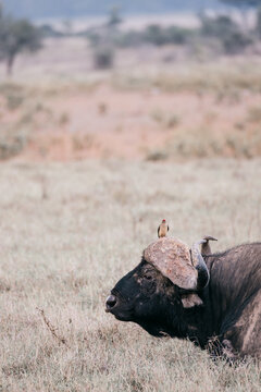 Buffalo with Oxpecker in the Grassland