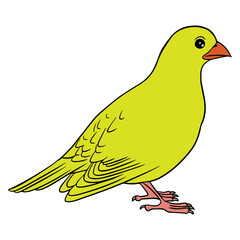 bird vector illustration