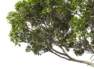 mangrove branches isolated