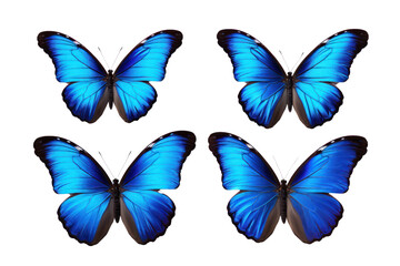 Fototapeta premium Blue tropical butterfly on a transparent background. Isolated.