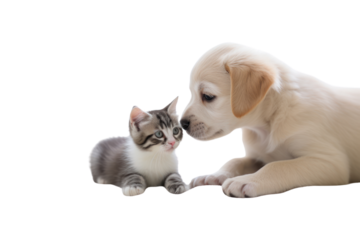 Cute kitten and puppy playing together,On a transparent background. Isolated.