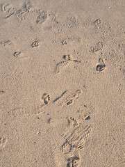 shoe prints on the sand.