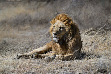 Male lion resting on dry grass in savannah of Tanzania. closeup portrait