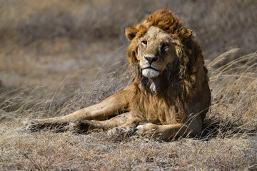 Male lion resting on dry grass in savannah of Tanzania. closeup portrait