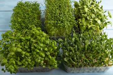 Set of boxes with microgreen sprouts of green basil, pea, cilantro, sunflower, watercress on blue. side view.