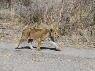 Lion cub walking on the road in Serengeti National Park in Tanzania