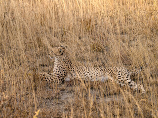 Naklejka premium Cheetah lying down in dry grass in savannah of Tanzania, portrait