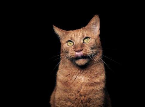 Portrait of funny ginger cat licking lips. Horizontal image isolated on black background.