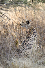 Cheetah sitting in dry grass in savannah of Tanzania, portrait