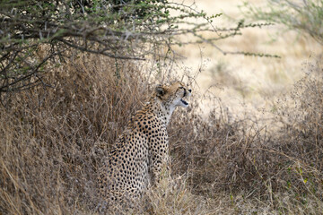 Cheetah sitting in dry grass in savannah of Tanzania, portrait