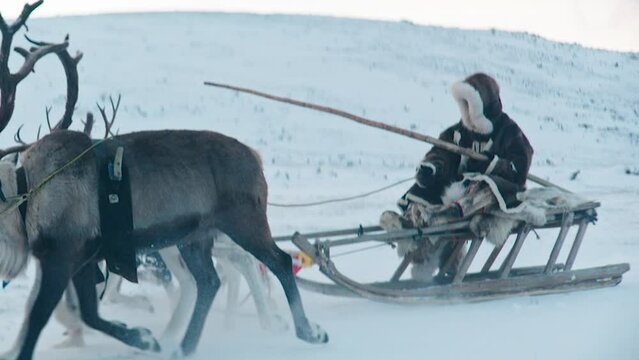 Ski resort entertainments. Riding reindeer sleigh in winter landscape. Female tourist on reindeer sledging attraction in Lapland. Have fun on reindeer sledging attraction.