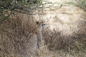 Cheetah sitting in dry grass in savannah of Tanzania, portrait