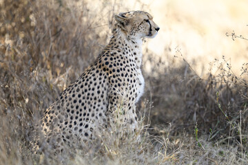 Cheetah sitting in dry grass in savannah of Tanzania, portrait