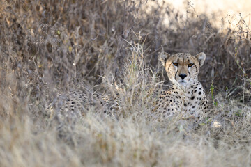 Cheetah lying down in dry grass in savannah of Tanzania, portrait