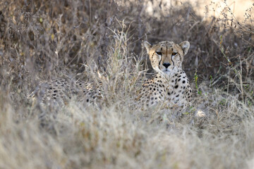 Cheetah lying down in dry grass in savannah of Tanzania, portrait