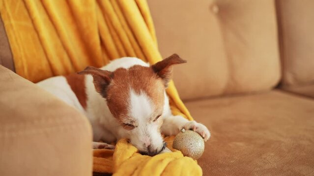 A Jack Russell Terrier intently chews a ball, lying on a gray rug in a bright room. Dog plays