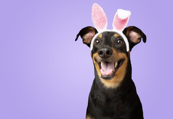 Black and brown puppy dog dressed easter bunny ear rabbit isolated on purple background - obrazy, fototapety, plakaty