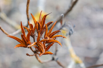 Close-up of the Rhododendron seed vessel. Dry seedpods in spring. Abstract nature background of box...